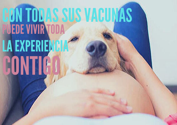 los perros y las embarazadas